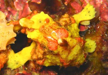 Alor Frogfish