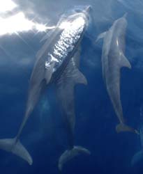 Alor Dolphins02
