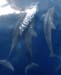 Alor Dolphins02