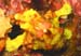 Alor Frogfish