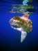 Alor Sunfish