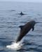 divingdolphin02