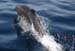 divingdolphin04