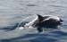 divingdolphin05