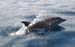 divingdolphin06