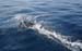 divingdolphin07