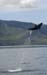 divingdolphin09